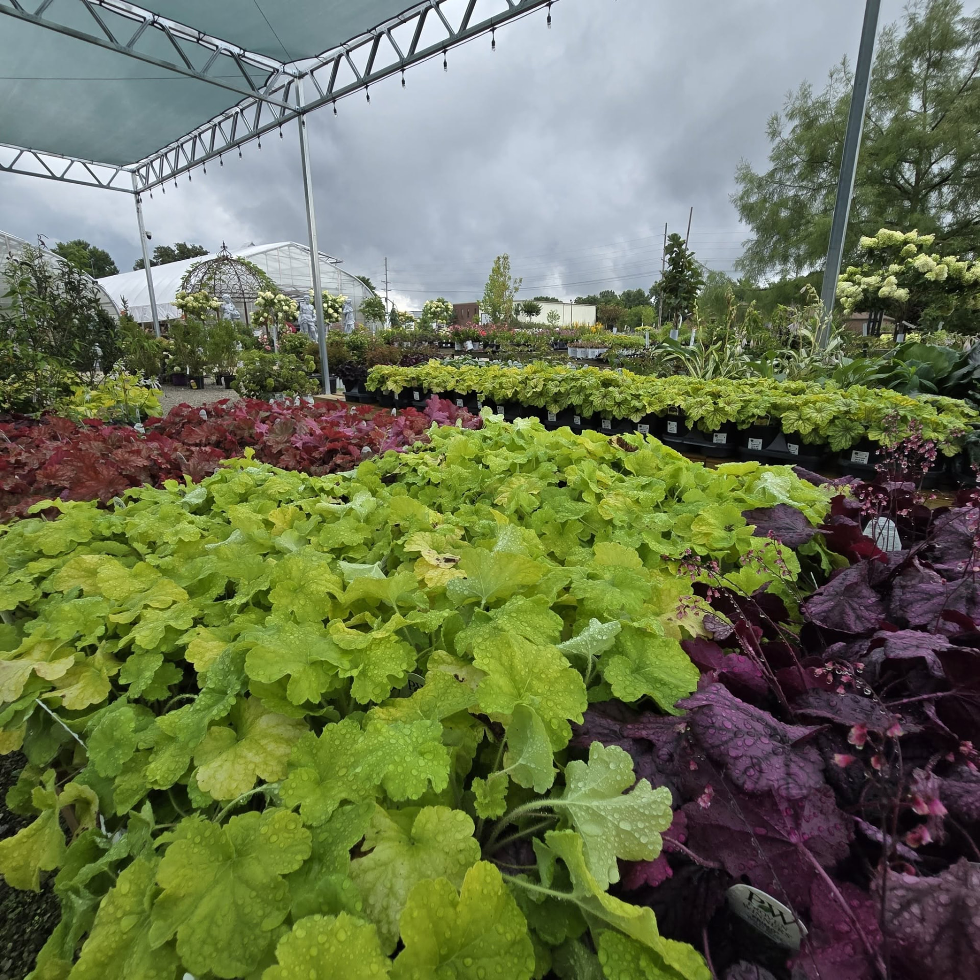 Rows of heuchera under the shade structure