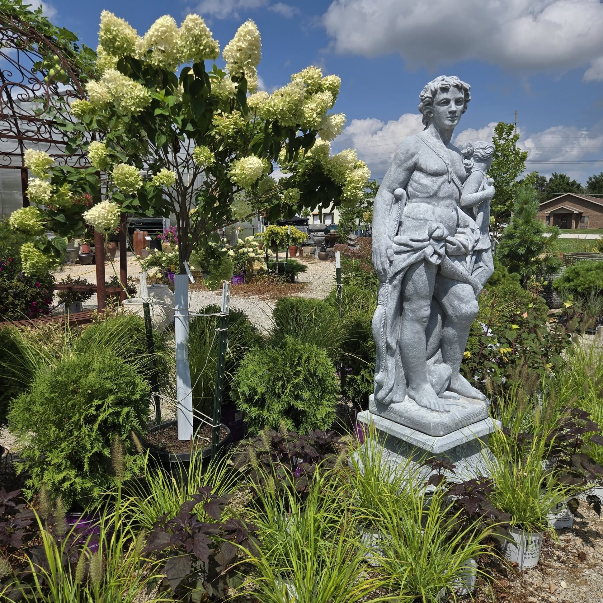 Classical stone statue beside a limelight hydrangea tree in the greenhouse
