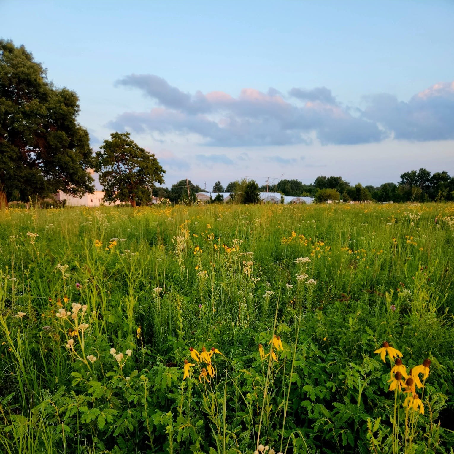 Wide view of the prairie planting with the barn and greenhouses on the horizon