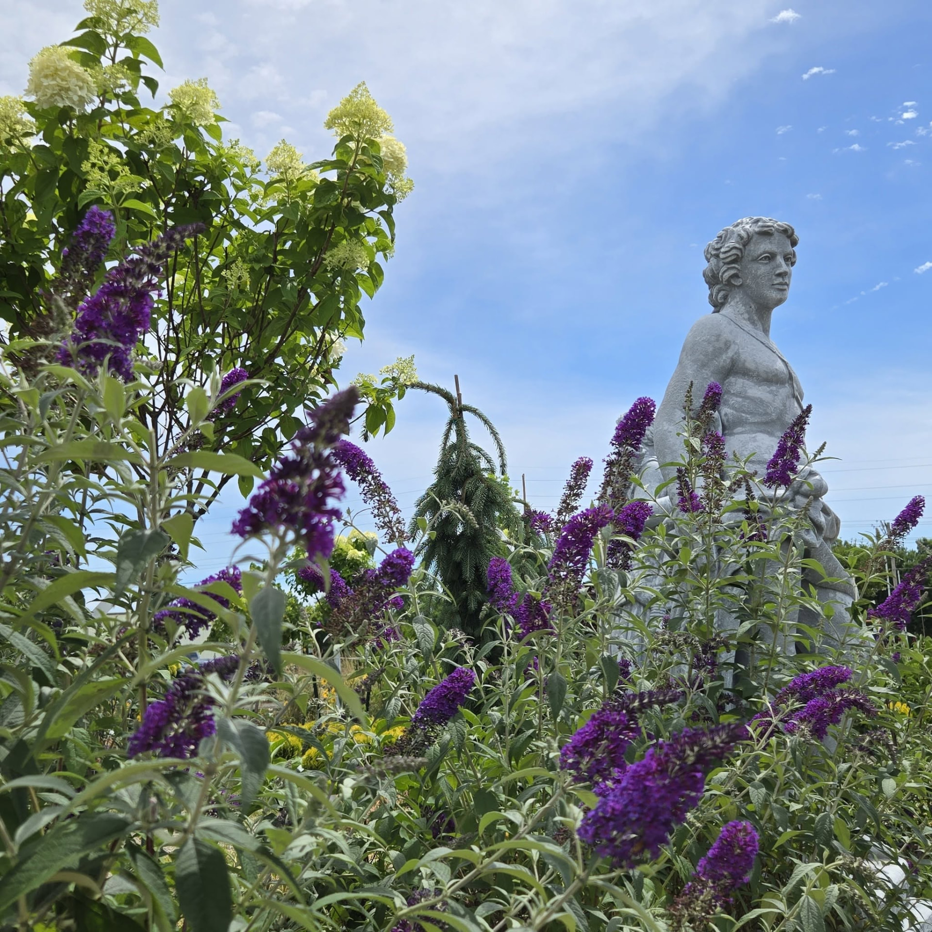 Garden statue rising above purple butterfly bush and limelight hydrangea