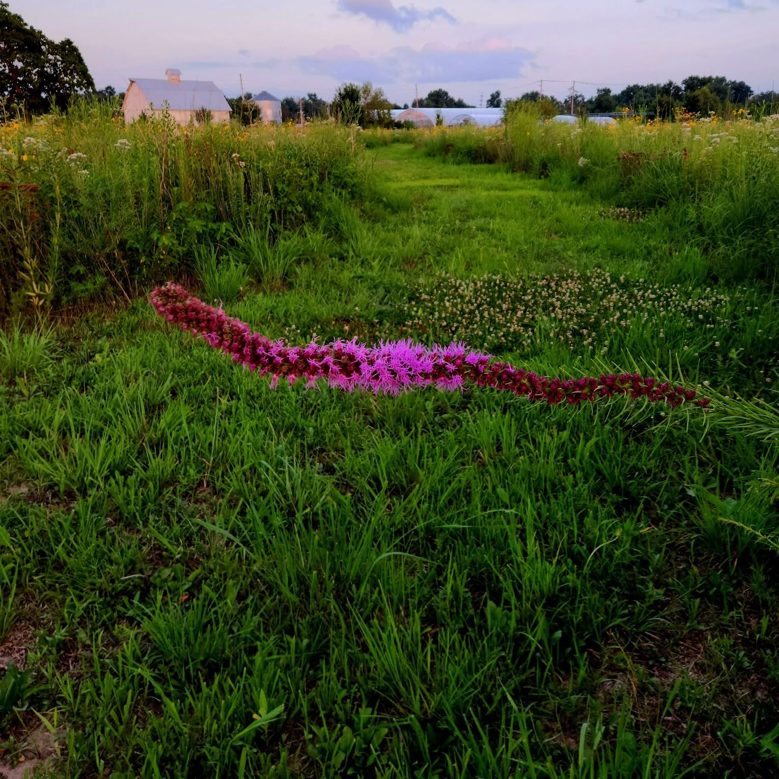 A single liatris spike arching over the mown path through the prairie