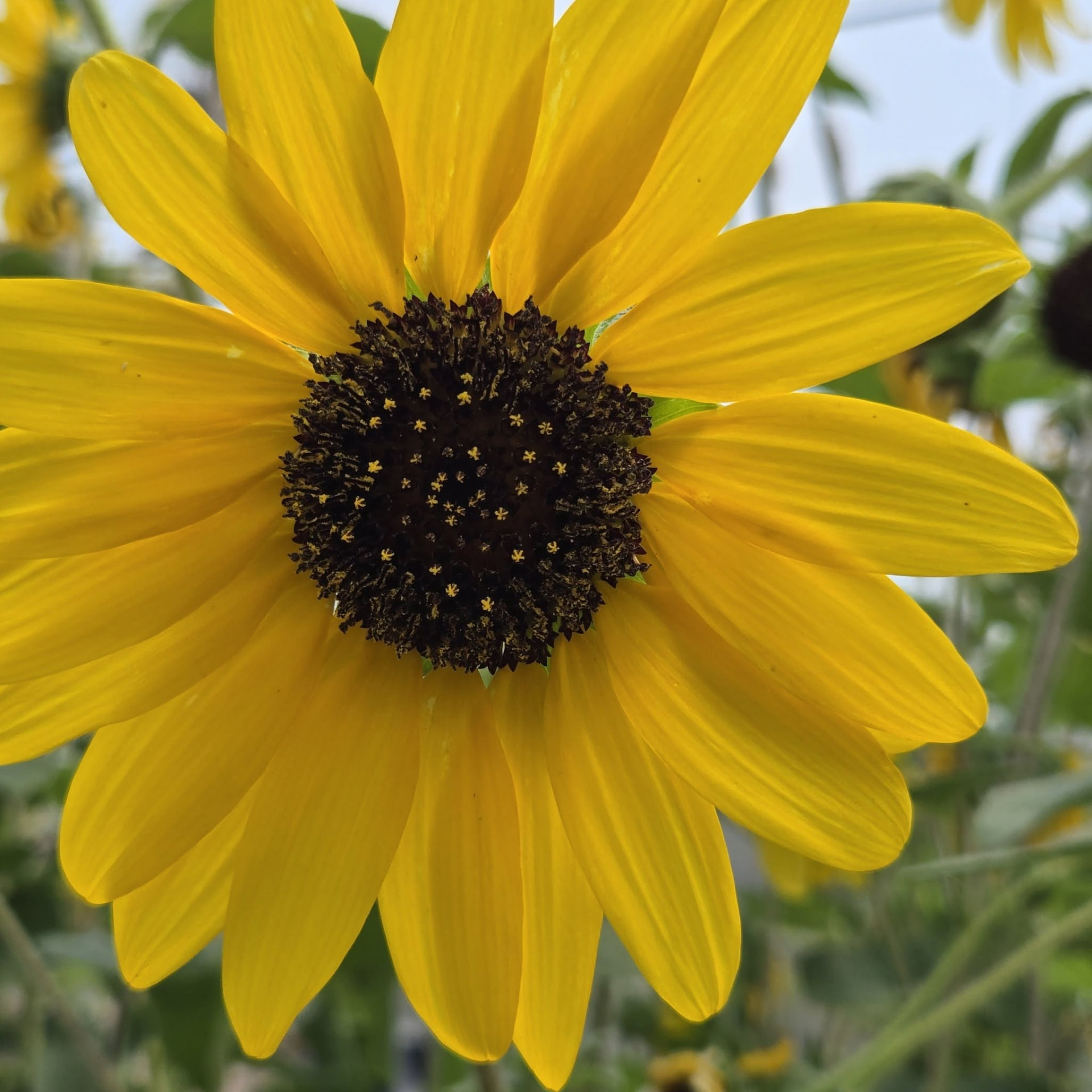 Close-up of a single sunflower in bloom