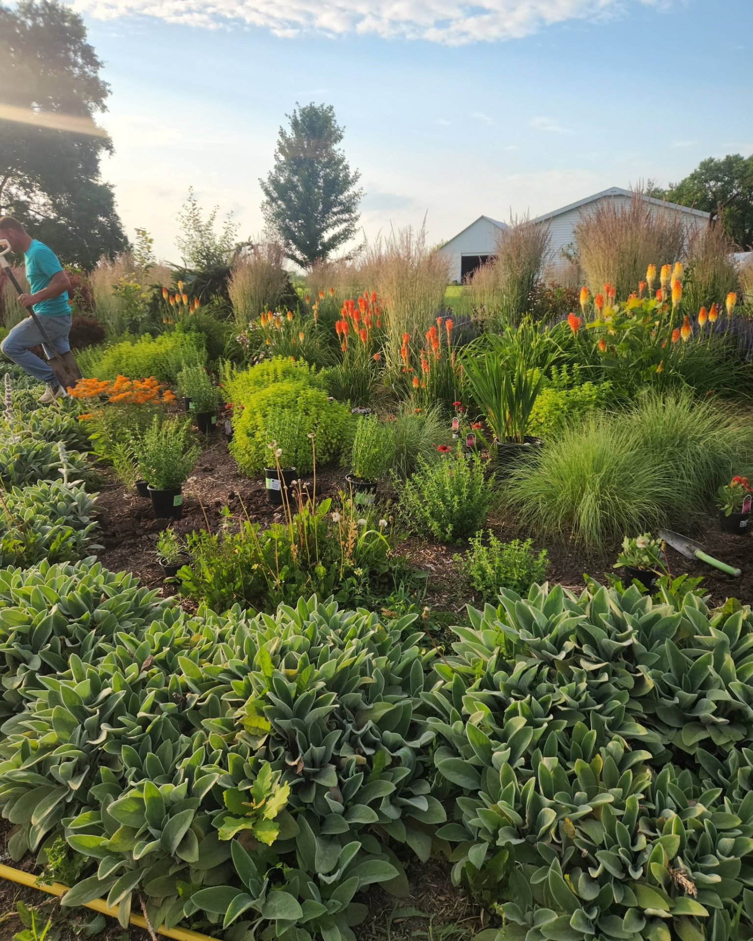 Perennial beds designed and planted at the nursery