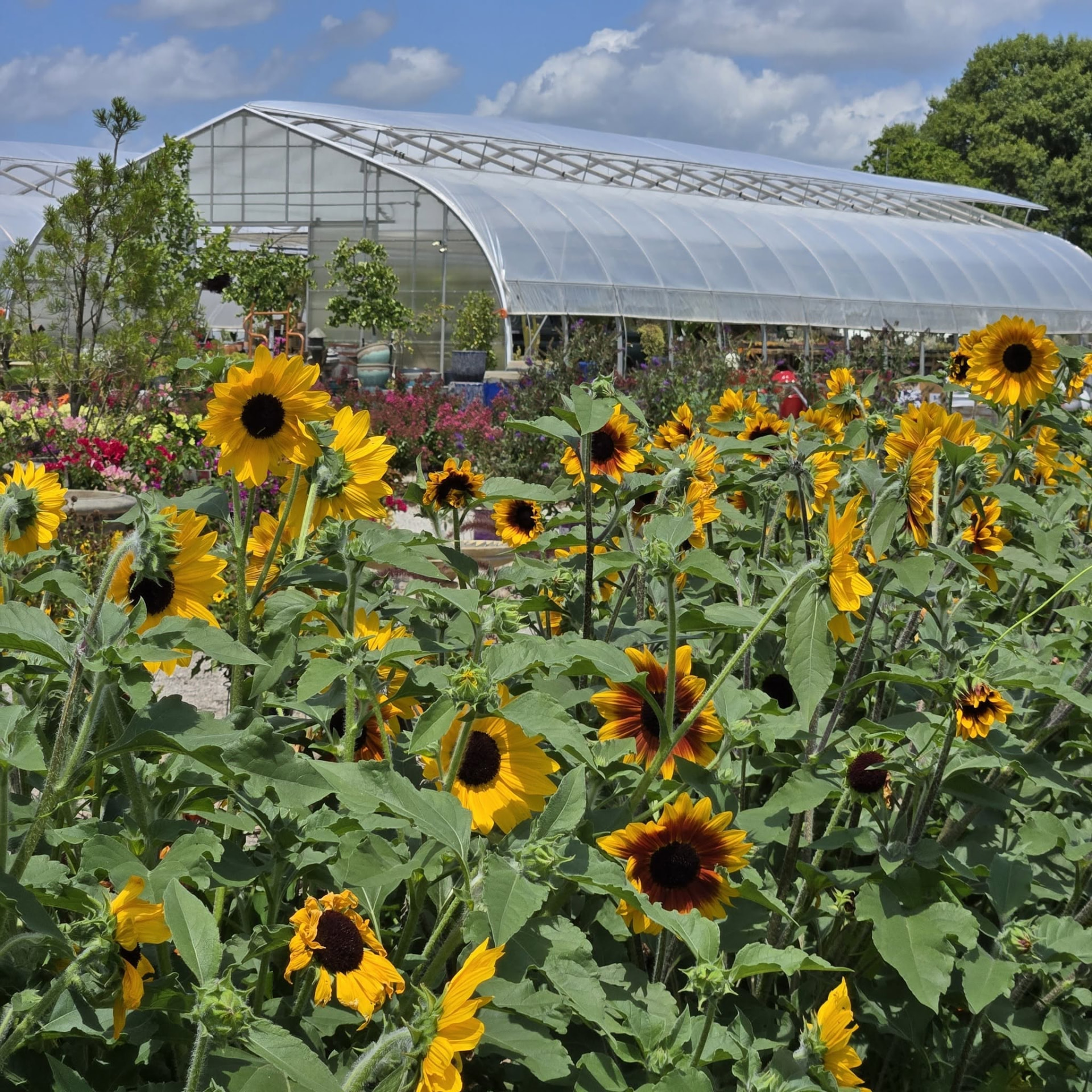 Rows of sunflowers blooming in front of the greenhouse