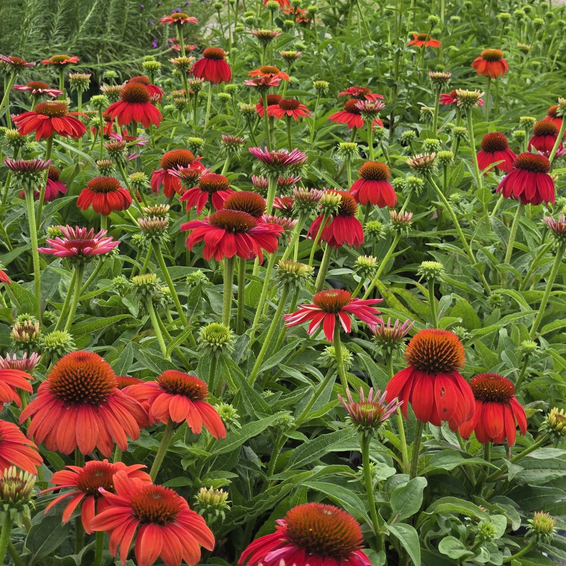 Block of red and coral coneflowers in bloom