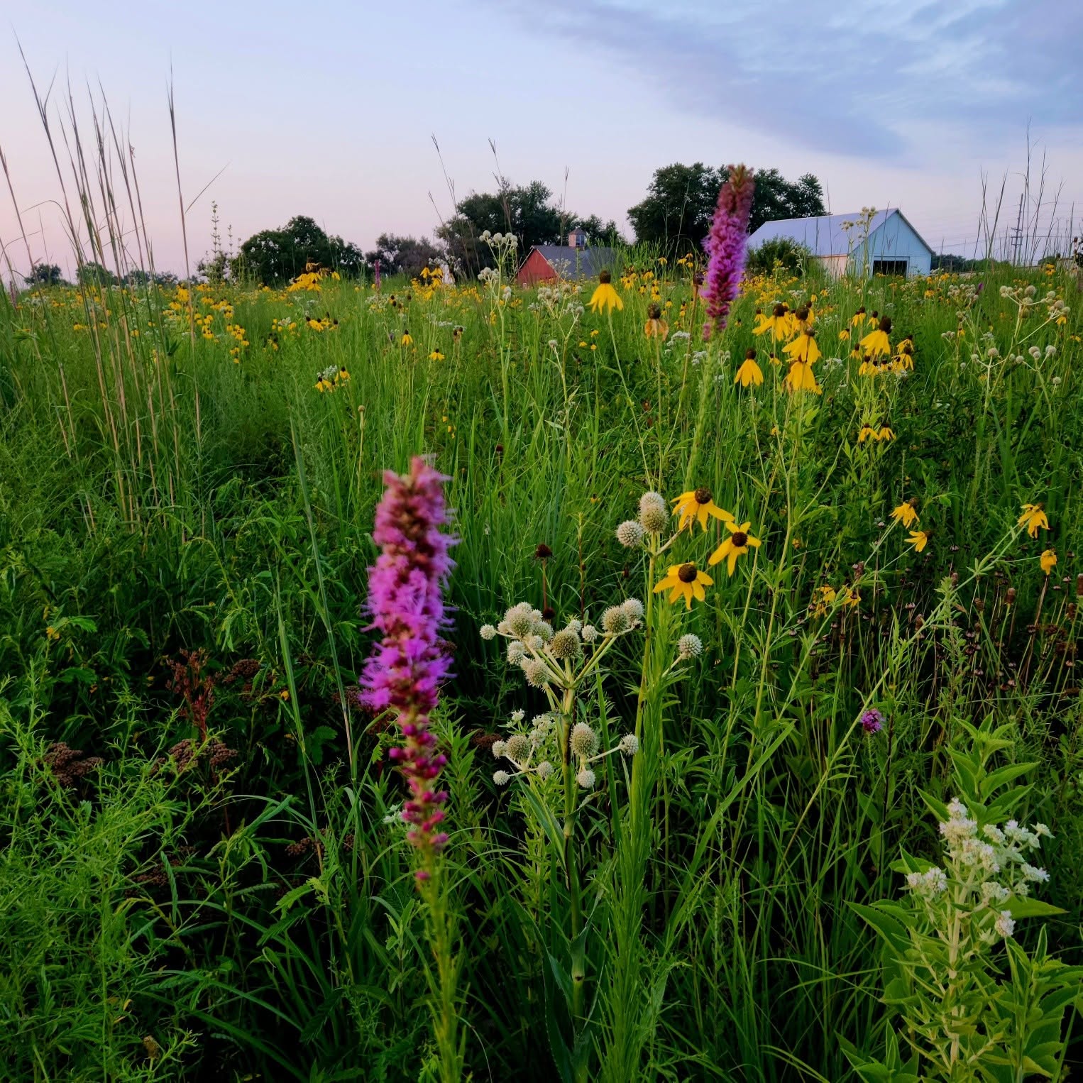 Purple liatris and yellow coneflowers with the barn beyond at dusk