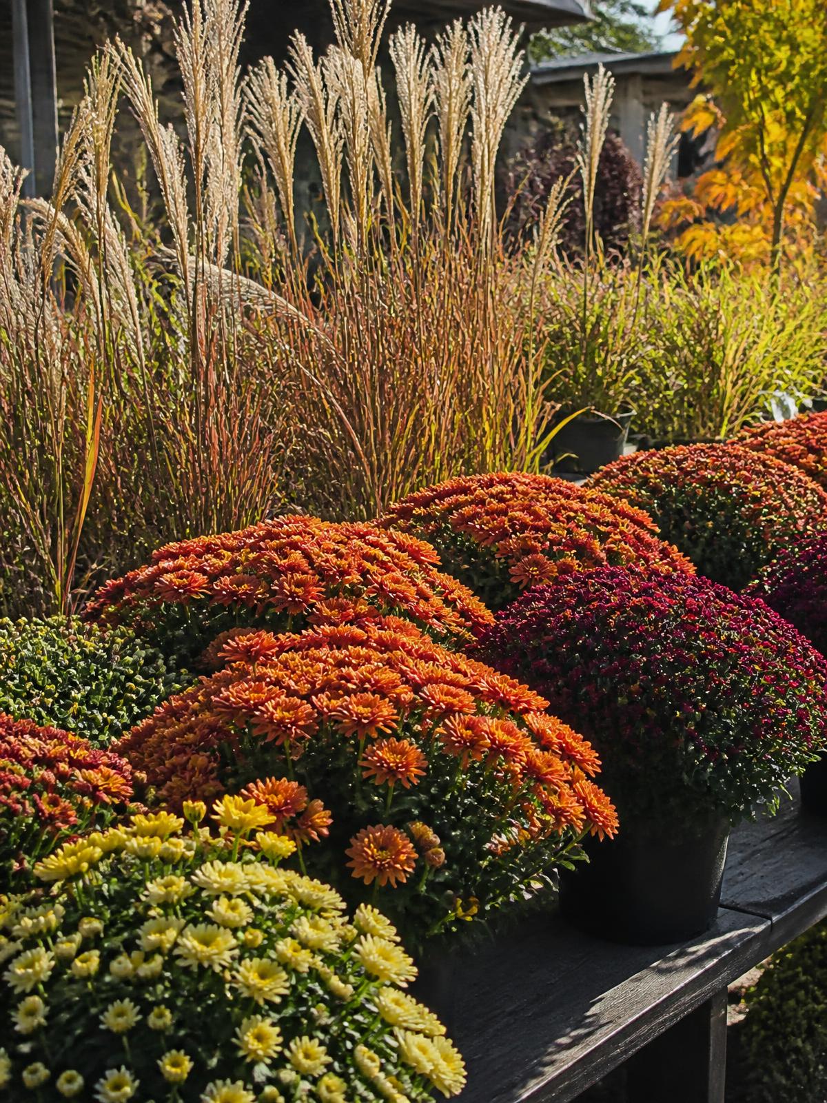 Fall at Callaway Fields nursery